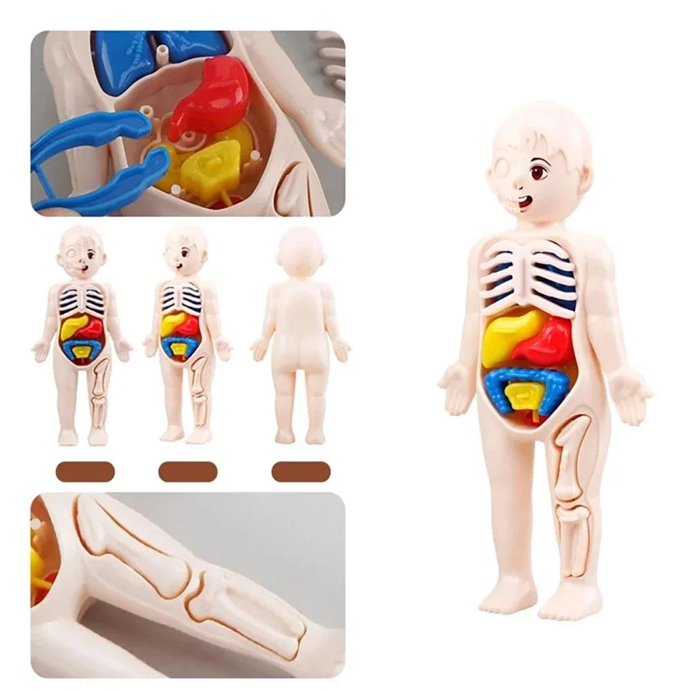 Jouets Montessori pour enfants, éducation scientifique, modèle d'anatomie d'organes du corps humain,