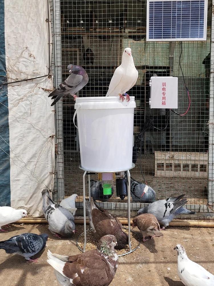 Mangeoire automatique pour poulets, support pour pigeons, canards, mangeoire pour pigeons, synchroni