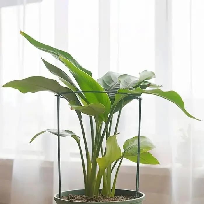 Piquets de Support pour plantes hautes, 6 pièces, Cage semi-ronde en métal pour plantes de jardin et